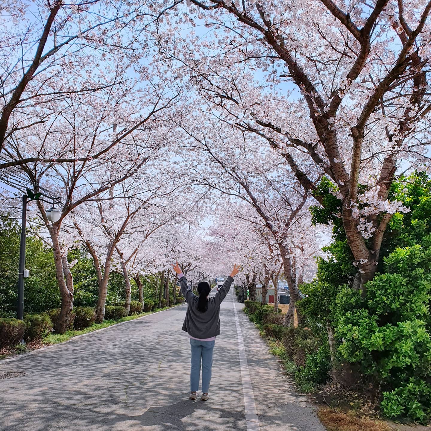 사람들이 몰리는 장소는 아니기 때문에 타이밍을 잘 맞춘다면 한적하게 벚꽃 구경을 할 수 있겠다. 