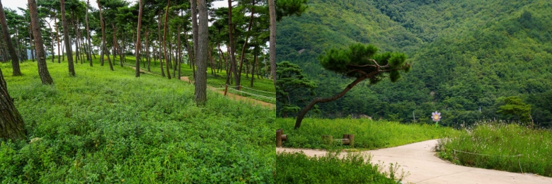 정읍 구절초 테마공원에 펼쳐진 구절초 [GC녹십자웰빙 제공]