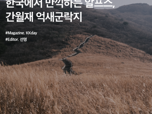 영남 | 검색결과 - ZUM 허브