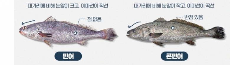 국내산 민어(왼쪽), 중국산 큰민어(남방먹조기) [해양수산부 제공]