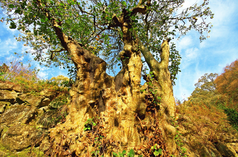 도덕암 800년 모과나무. 굵고 울퉁불퉁한 줄기가 기운차게 보인다.