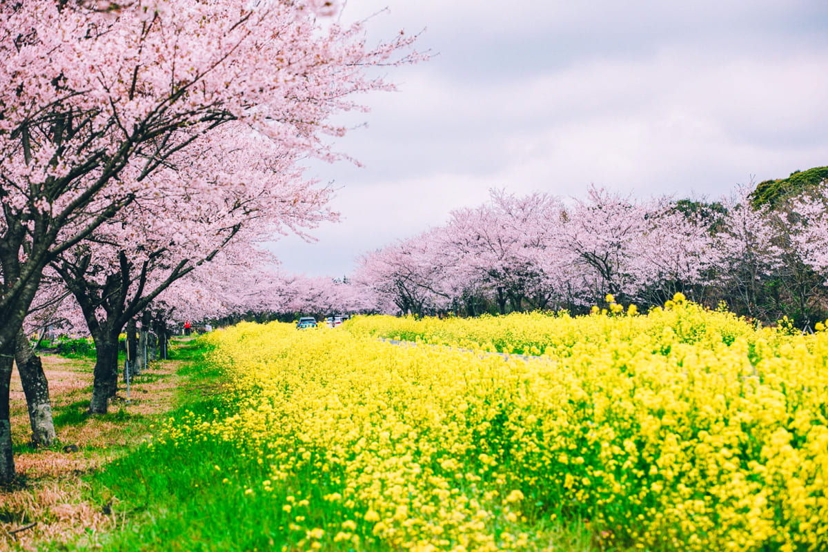 녹산로 벚꽃길 아름다운 풍경