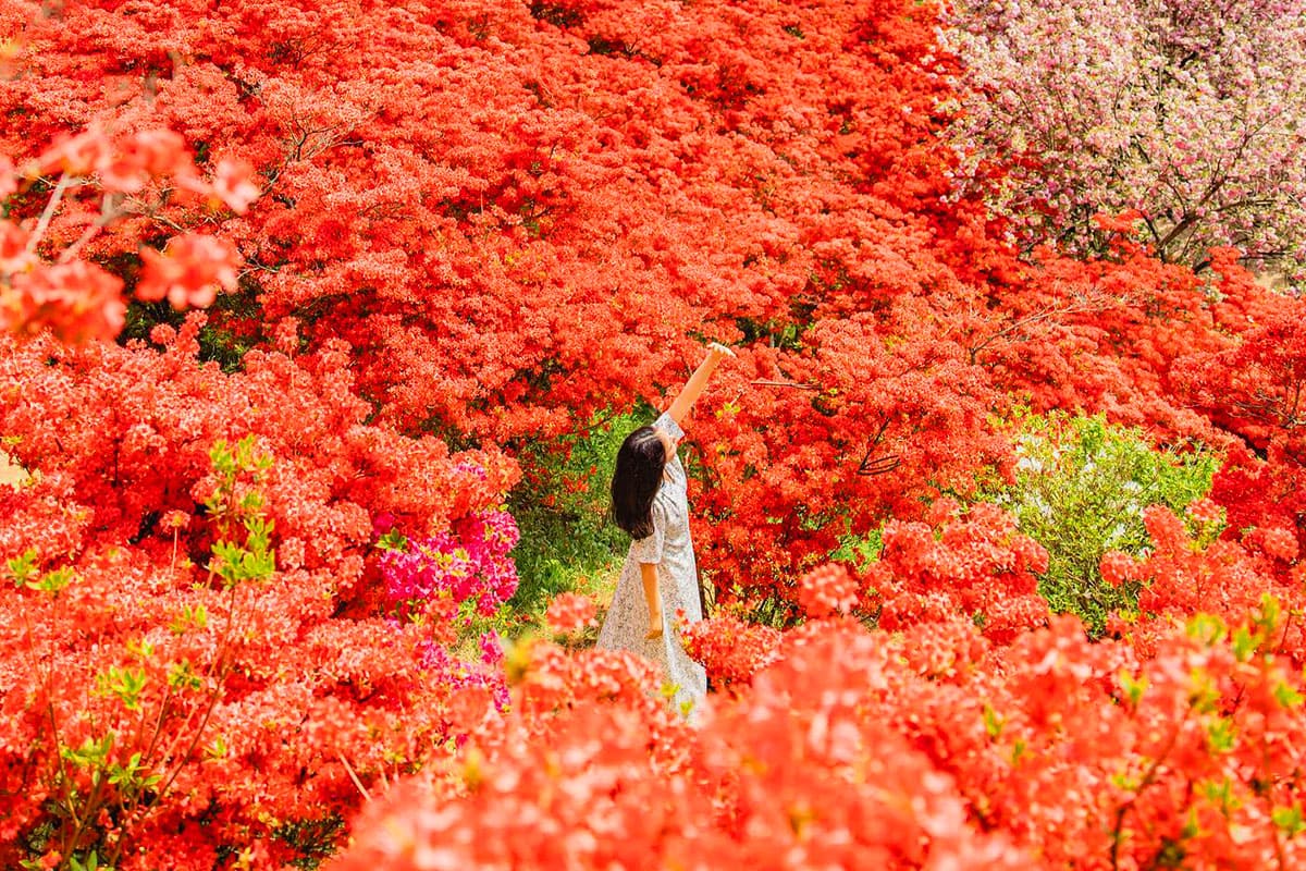 완산공원 철쭉·벚꽃 풍경 