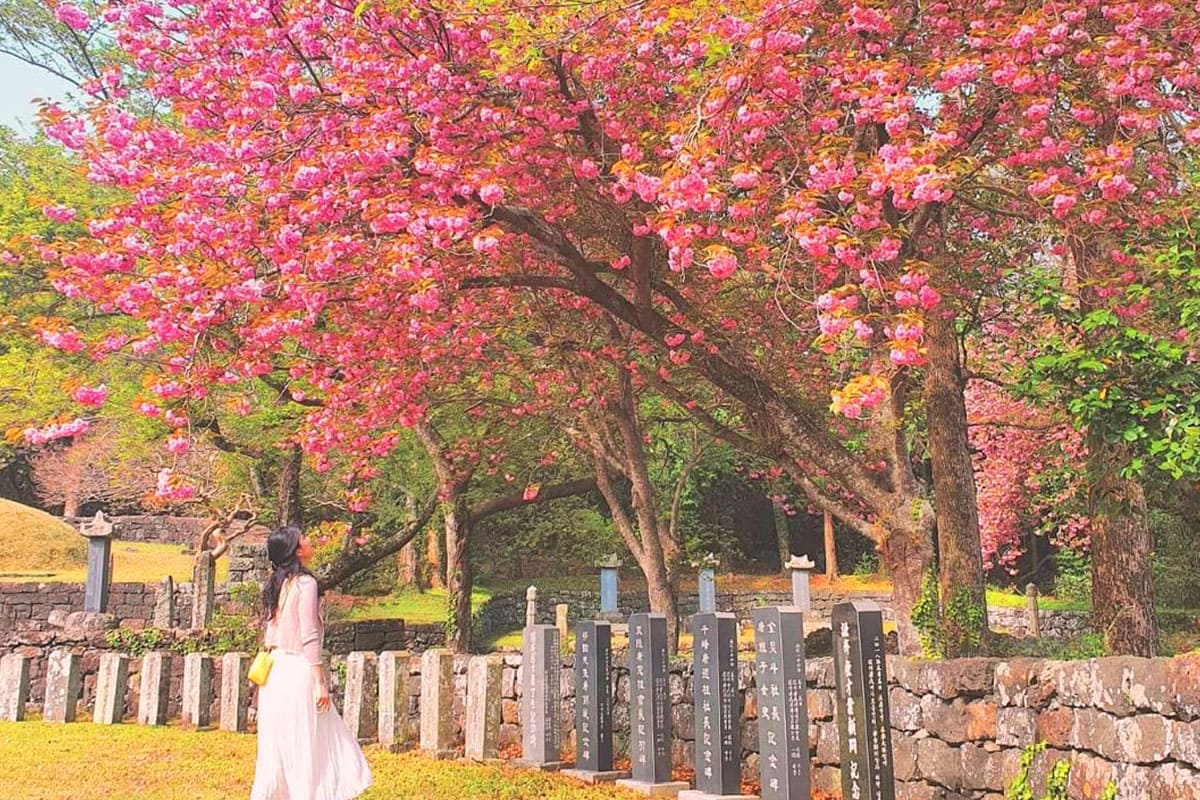 감사공묘역 벚꽃 풍경  