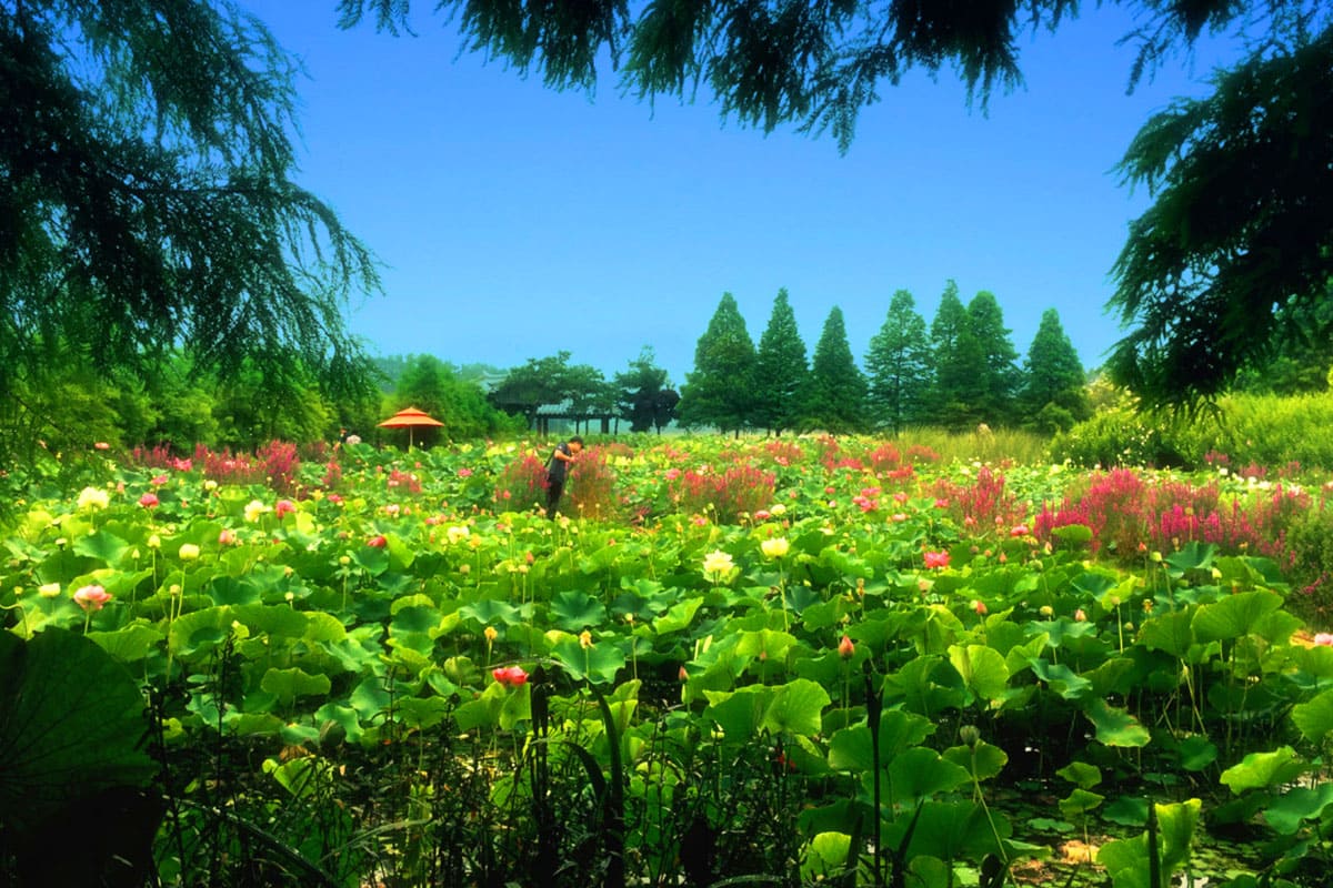 청산수목원 연꽃 풍경 