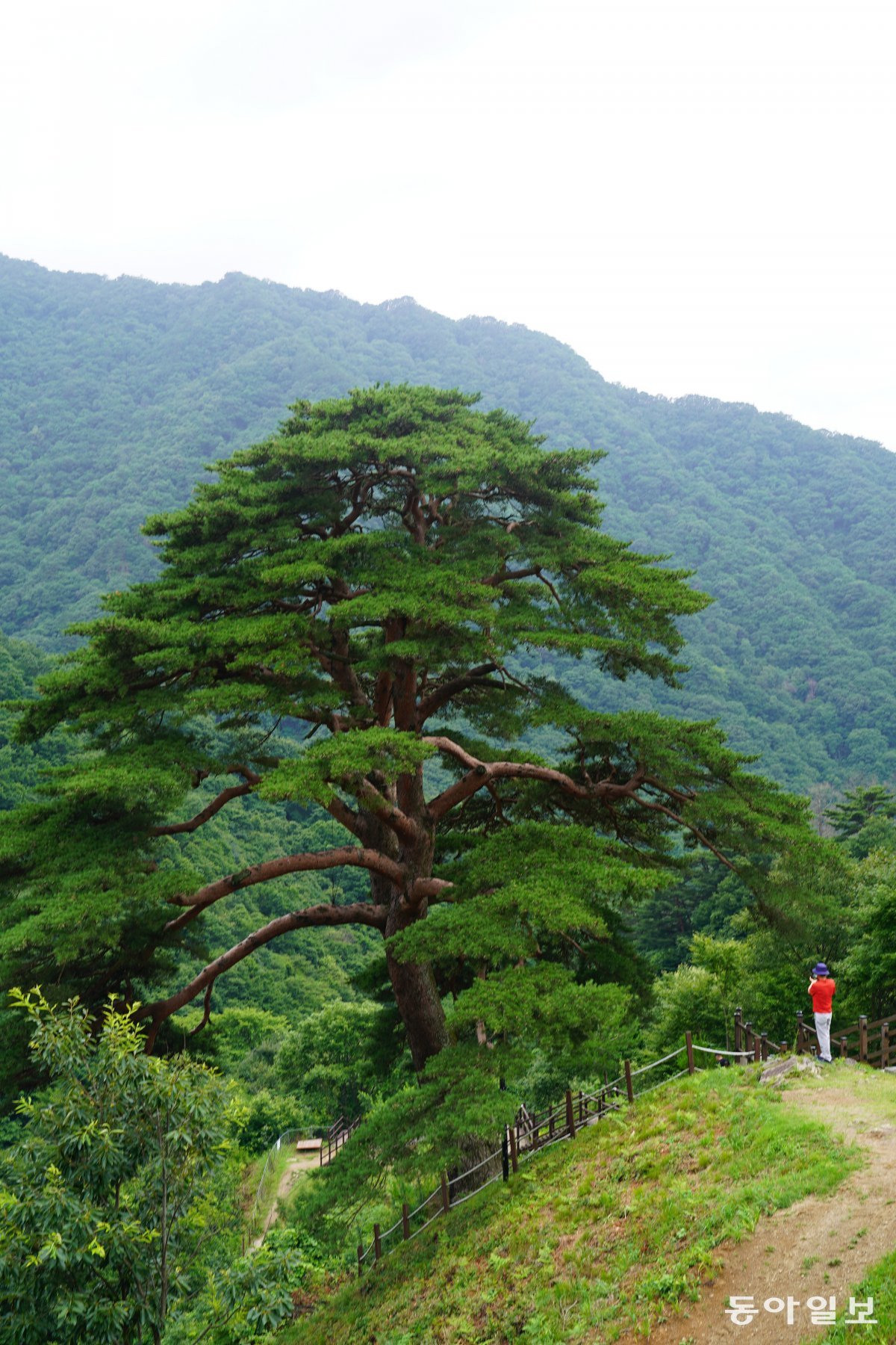 동아일보