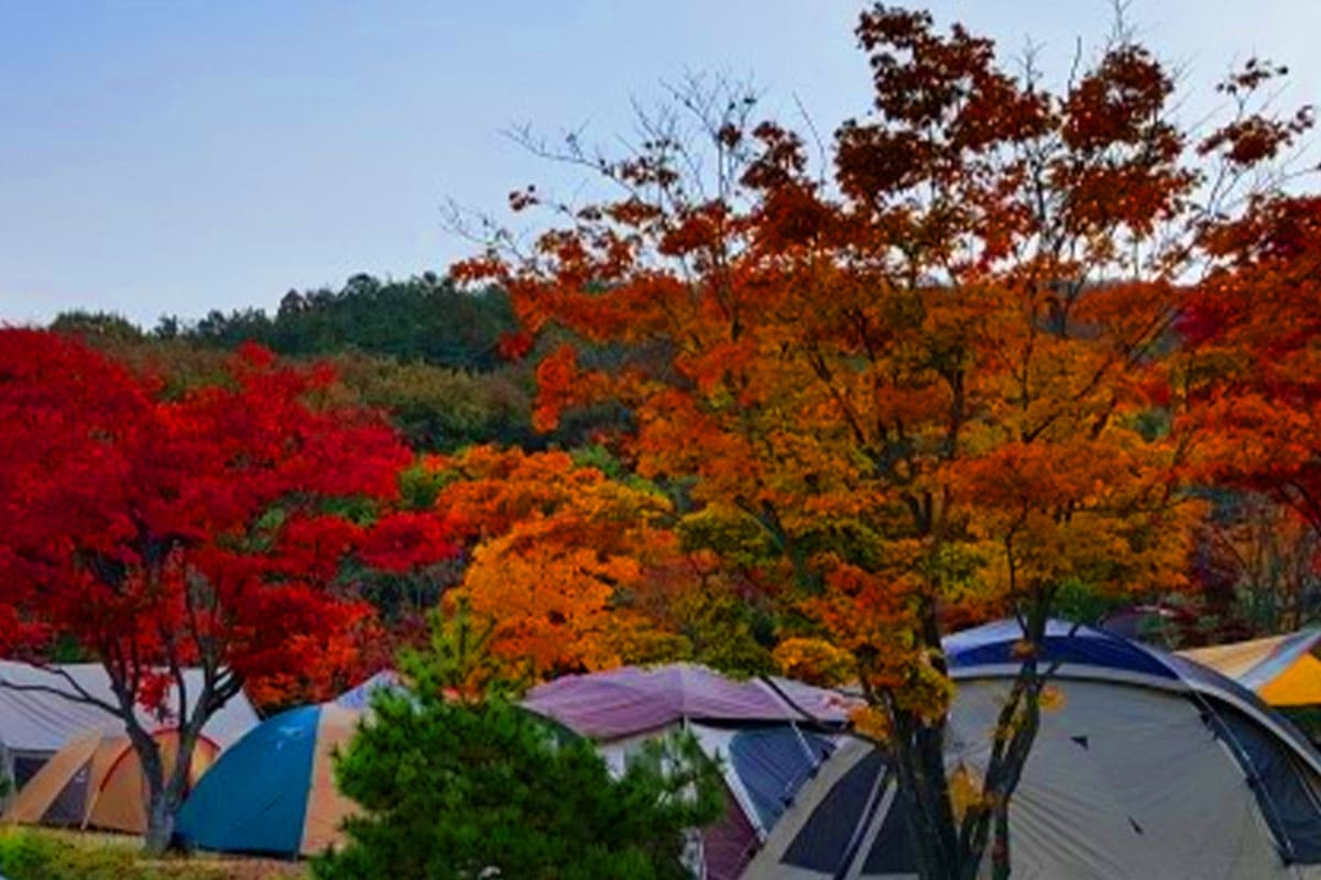 용인단풍숲캠핑장 텐트존 단풍뷰  