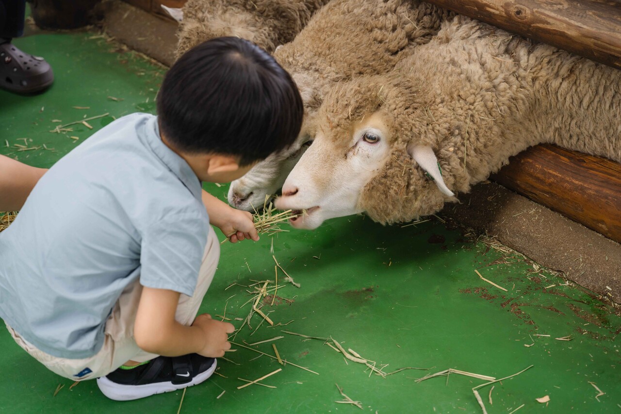 대관령 양떼목장 / 사진=한국관광공사 포토코리아@천준교