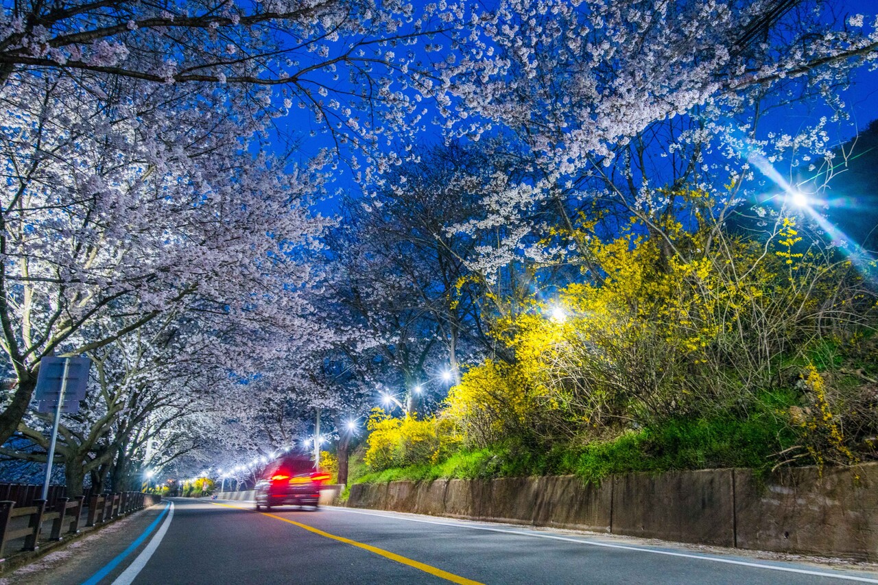 구례 섬진강 벚꽃길 / 사진=한국관광공사 포토코리아@라이브스튜디오