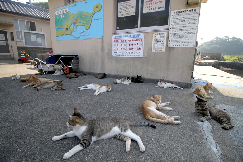 사람보다 고양이가 많은 섬, 아오시마