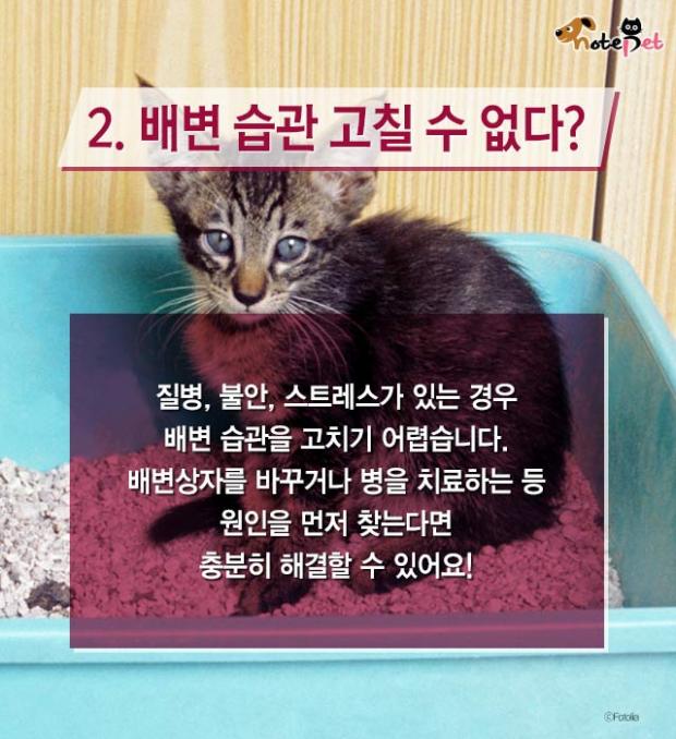 냥이랑 살면 아기 수명이 준다?