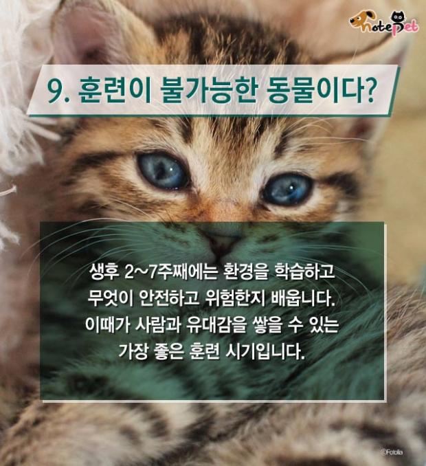 냥이랑 살면 아기 수명이 준다?