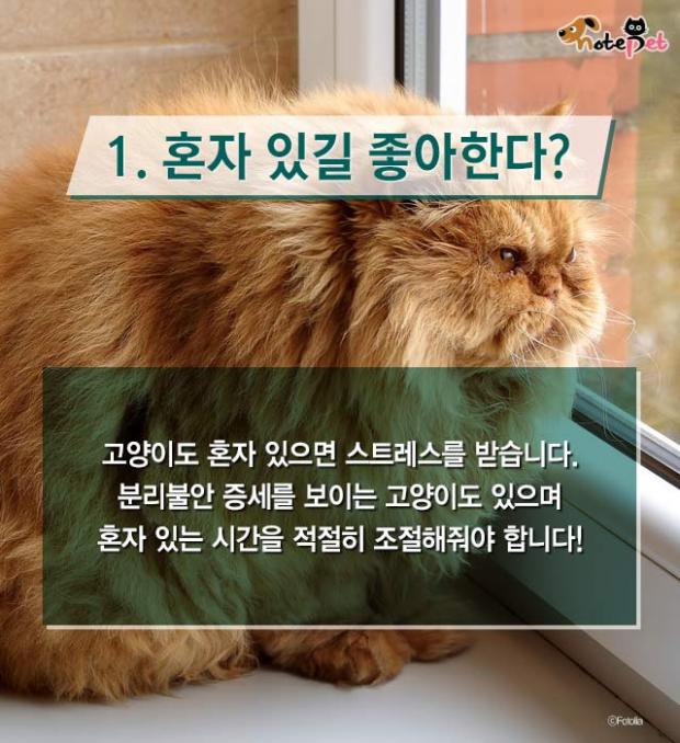 냥이랑 살면 아기 수명이 준다?