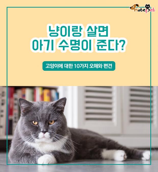 냥이랑 살면 아기 수명이 준다?
