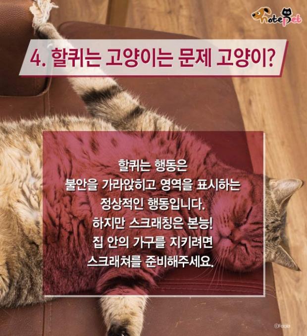 냥이랑 살면 아기 수명이 준다?