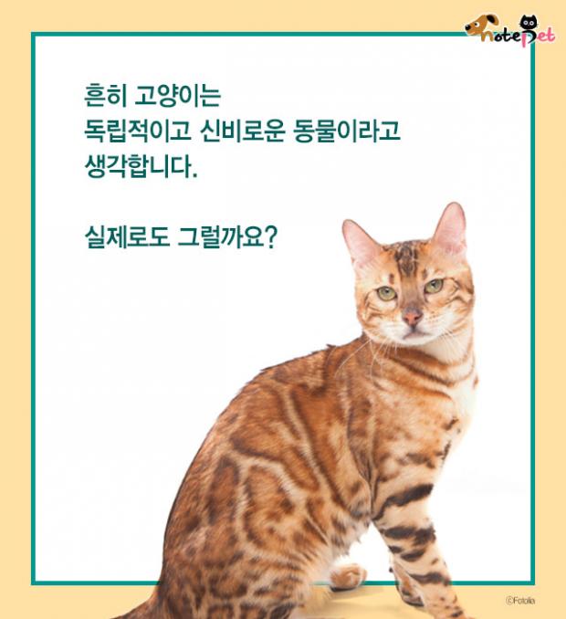 냥이랑 살면 아기 수명이 준다?