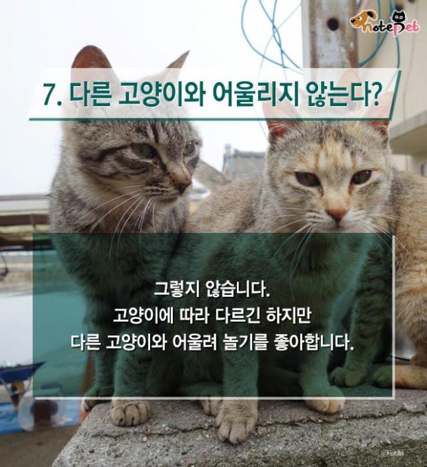 냥이랑 살면 아기 수명이 준다?