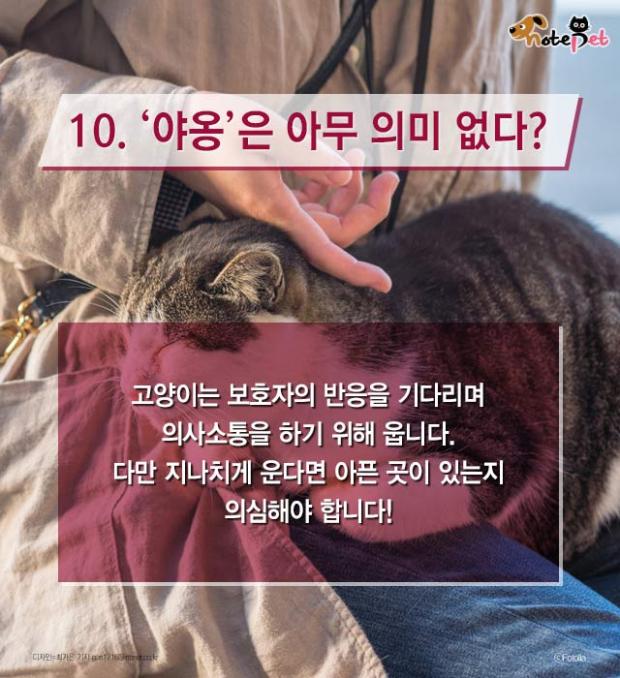 냥이랑 살면 아기 수명이 준다?
