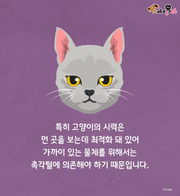 고양이 수염 역할이 뭔가요?