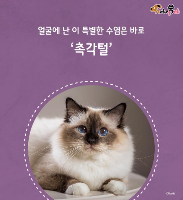 고양이 수염 역할이 뭔가요?
