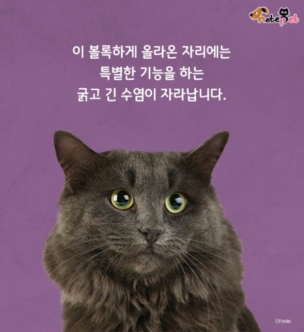 고양이 수염 역할이 뭔가요?