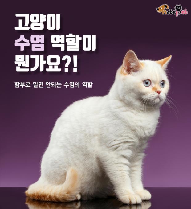 고양이 수염 역할이 뭔가요?