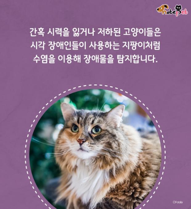 고양이 수염 역할이 뭔가요?
