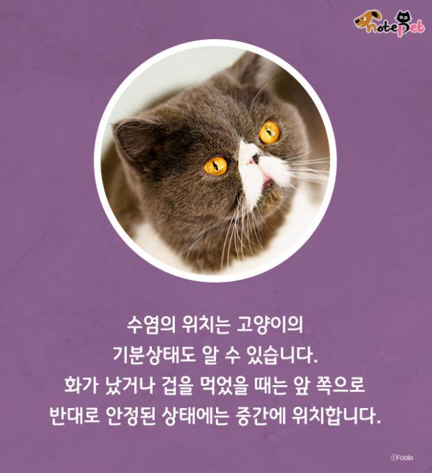 고양이 수염 역할이 뭔가요?