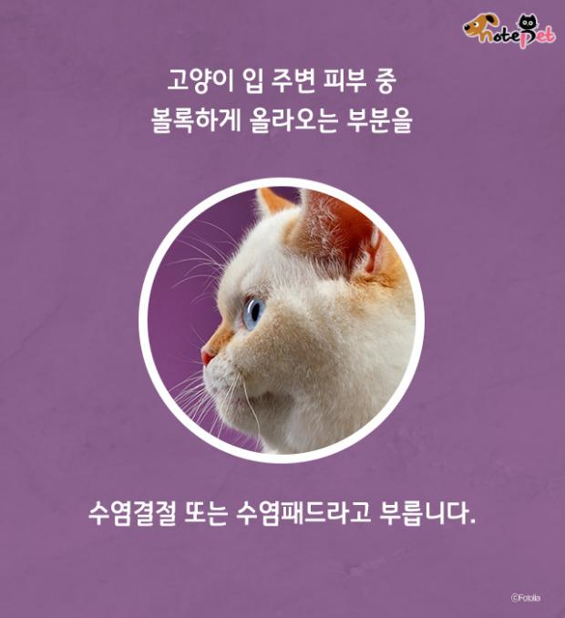 고양이 수염 역할이 뭔가요?