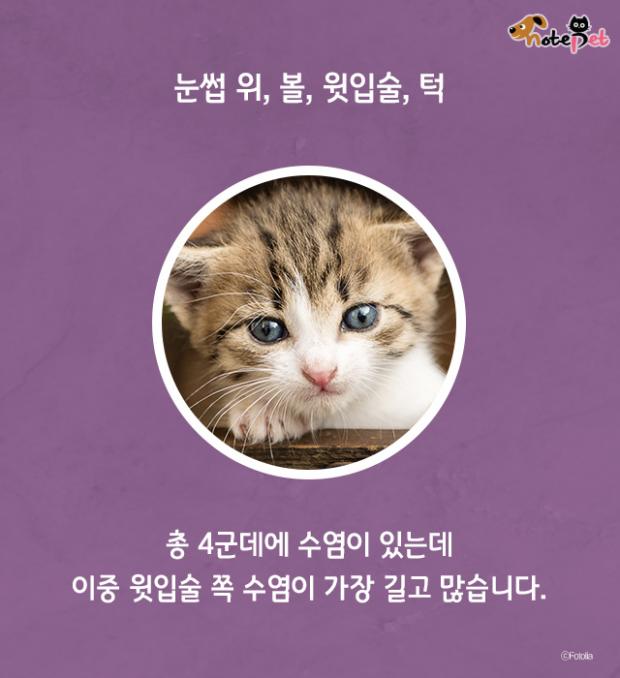고양이 수염 역할이 뭔가요?