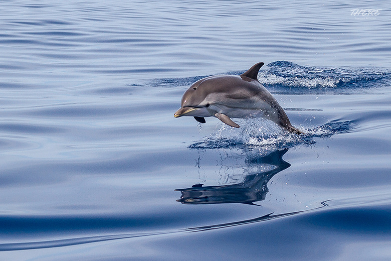 야생 돌고래를 만나다, 괌 돌핀 크루