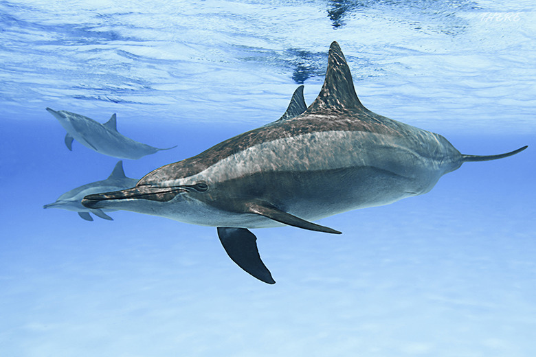 야생 돌고래를 만나다, 괌 돌핀 크루