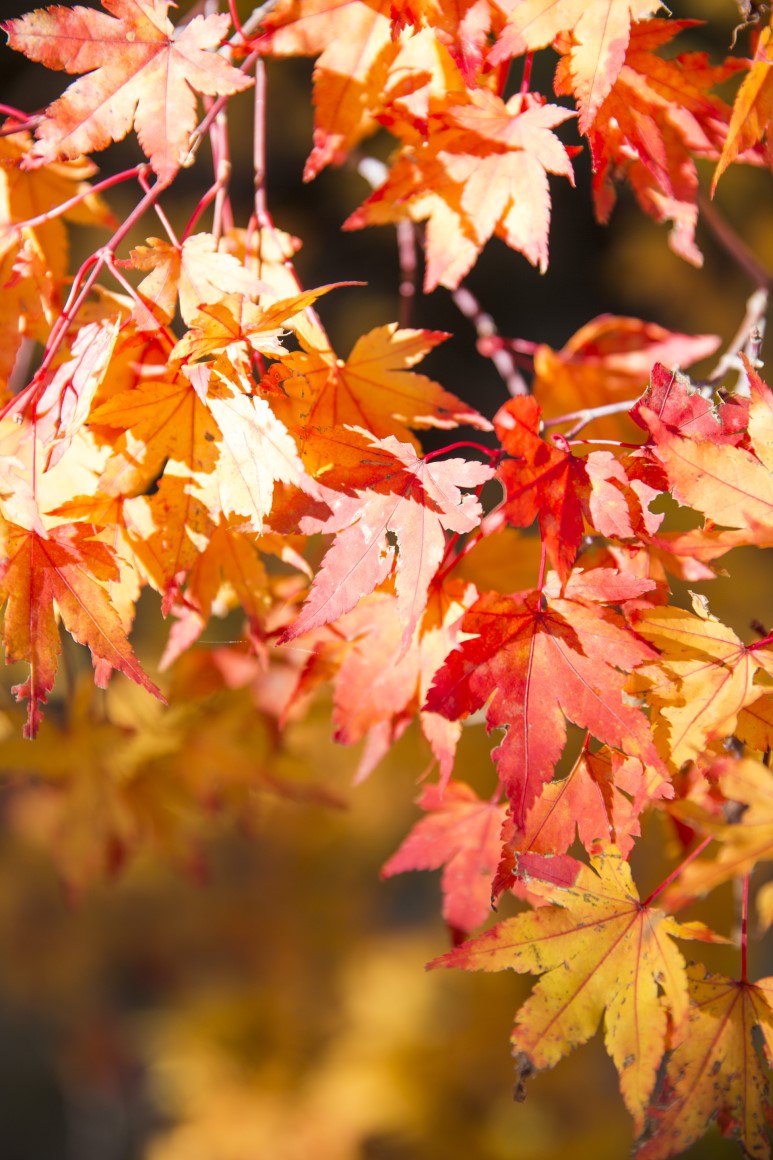 한라산 어리목코스- 제주 가을 단풍 