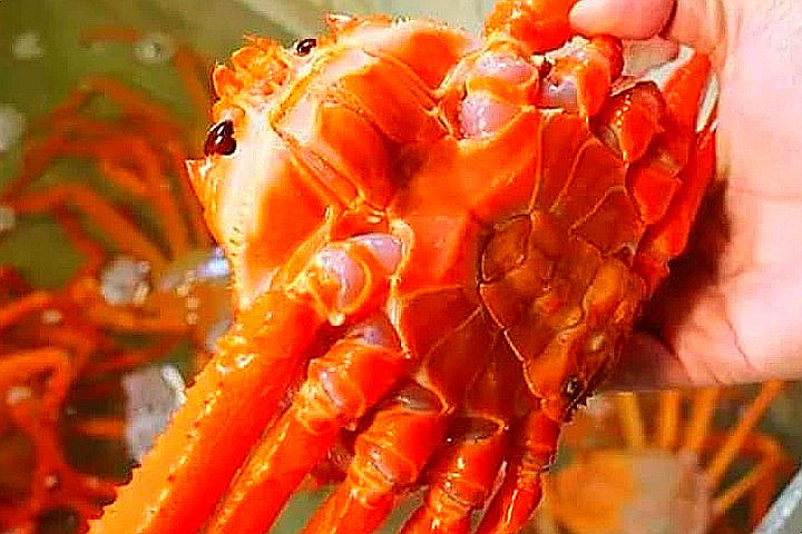‘시세’라 붙이고 비싸게 팔던 홍게 가격, 요즘 왜이런가 했더니…