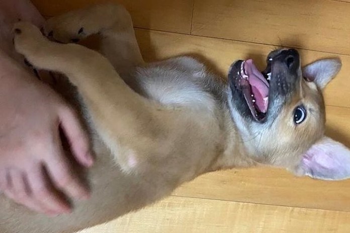 파파라치 언니가 결혼 사진에 등장한 댕댕이, 알고보니…