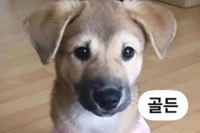 파파라치 언니가 결혼 사진에 등장한 댕댕이, 알고보니…