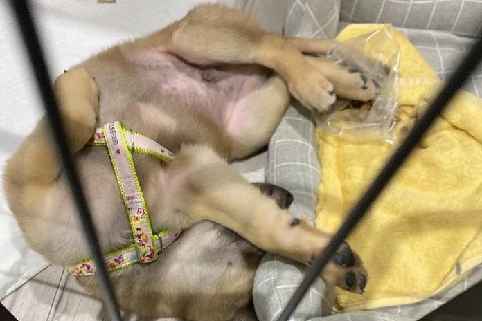 파파라치 언니가 결혼 사진에 등장한 댕댕이, 알고보니…
