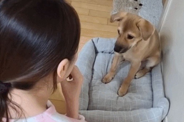 파파라치 언니가 결혼 사진에 등장한 댕댕이, 알고보니…
