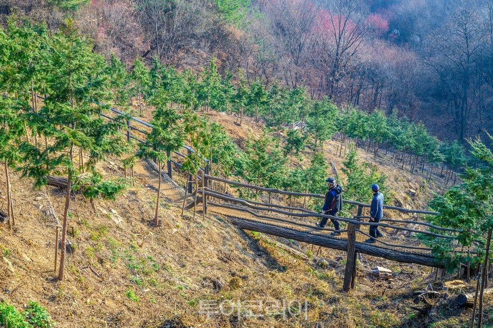 편백나무숲_편백나무를 산책하는 주민들