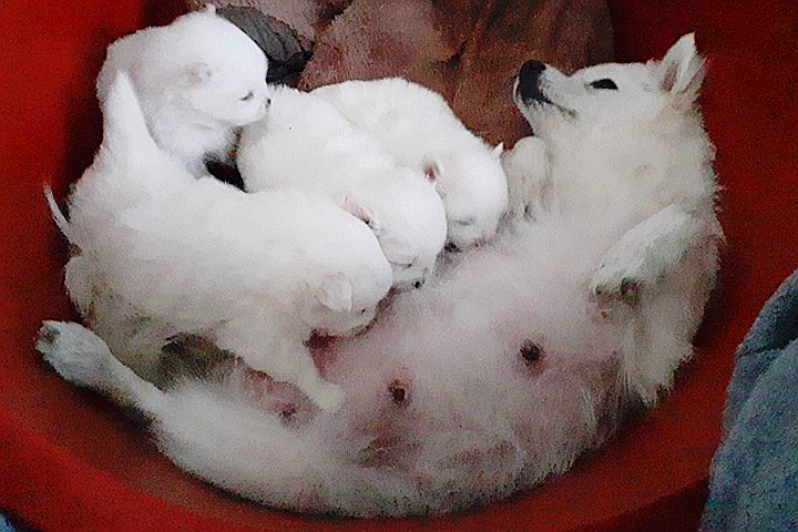 댕냥이 체험 위해 ‘대여’ 해준다는 동물보호단체의 최후