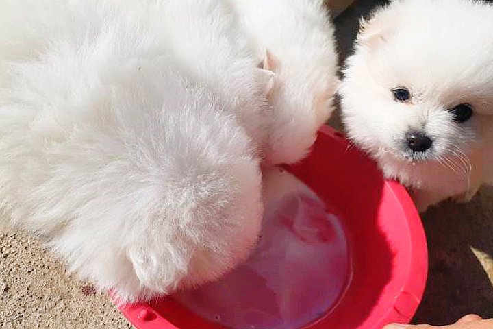 댕냥이 체험 위해 ‘대여’ 해준다는 동물보호단체의 최후