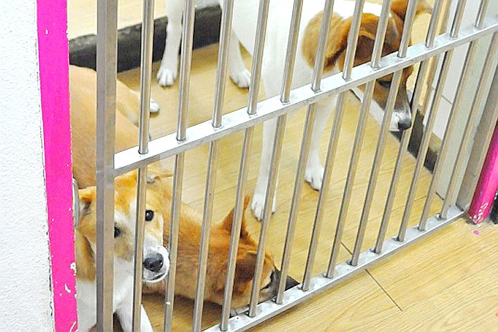 댕냥이 체험 위해 ‘대여’ 해준다는 동물보호단체의 최후