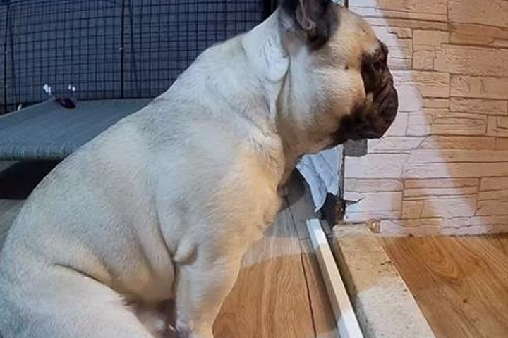 “너, 나 보고 있냐” 카메라 알아챈 댕댕이가 보인 행동