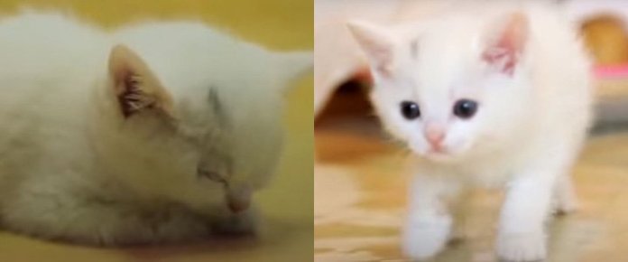 ‘털 빠진다’라고 얘기하면 귀신같이 알고 뒤돌아보는 개냥이