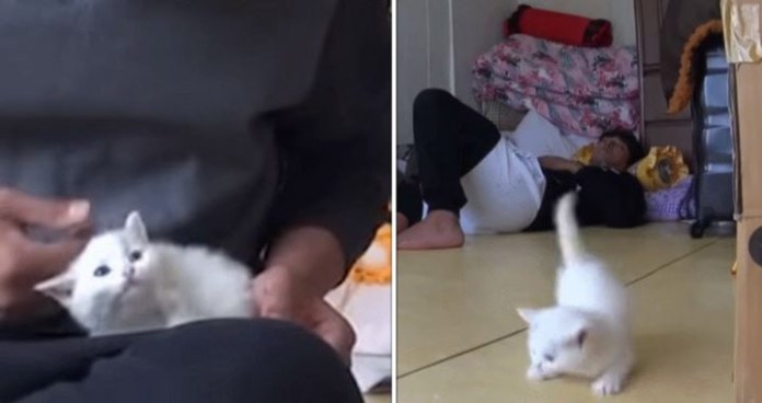 ‘털 빠진다’라고 얘기하면 귀신같이 알고 뒤돌아보는 개냥이
