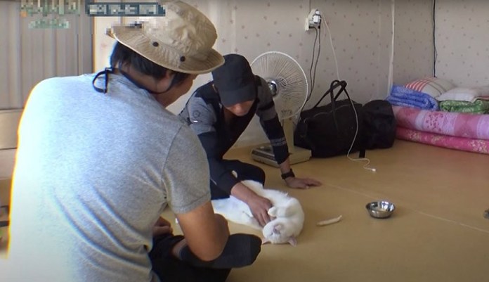 ‘털 빠진다’라고 얘기하면 귀신같이 알고 뒤돌아보는 개냥이