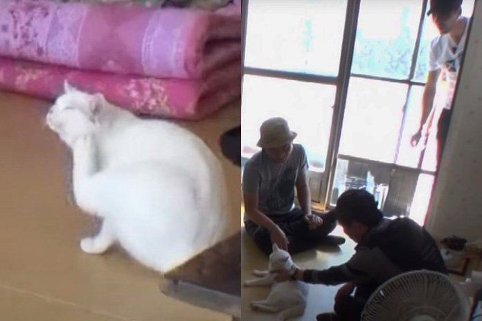 ‘털 빠진다’라고 얘기하면 귀신같이 알고 뒤돌아보는 개냥이