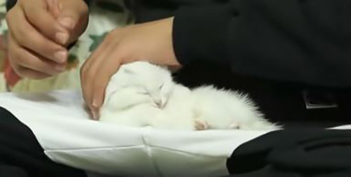 ‘털 빠진다’라고 얘기하면 귀신같이 알고 뒤돌아보는 개냥이
