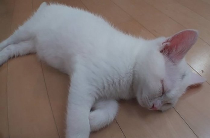 ‘털 빠진다’라고 얘기하면 귀신같이 알고 뒤돌아보는 개냥이