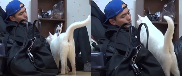 ‘털 빠진다’라고 얘기하면 귀신같이 알고 뒤돌아보는 개냥이